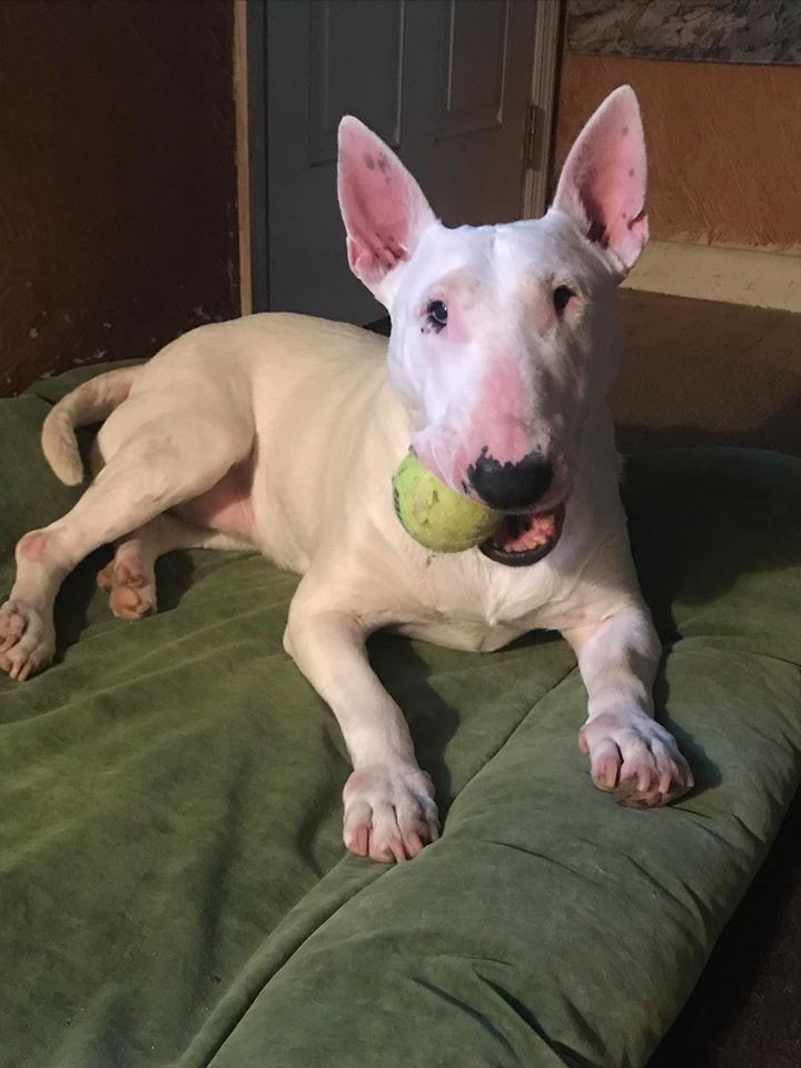 Adopt Cheaka a White Bull Terrier / Mixed dog in Lititz
