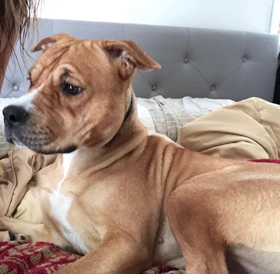 Adopt Brinks a Tan/Yellow/Fawn American Pit Bull Terrier / Husky