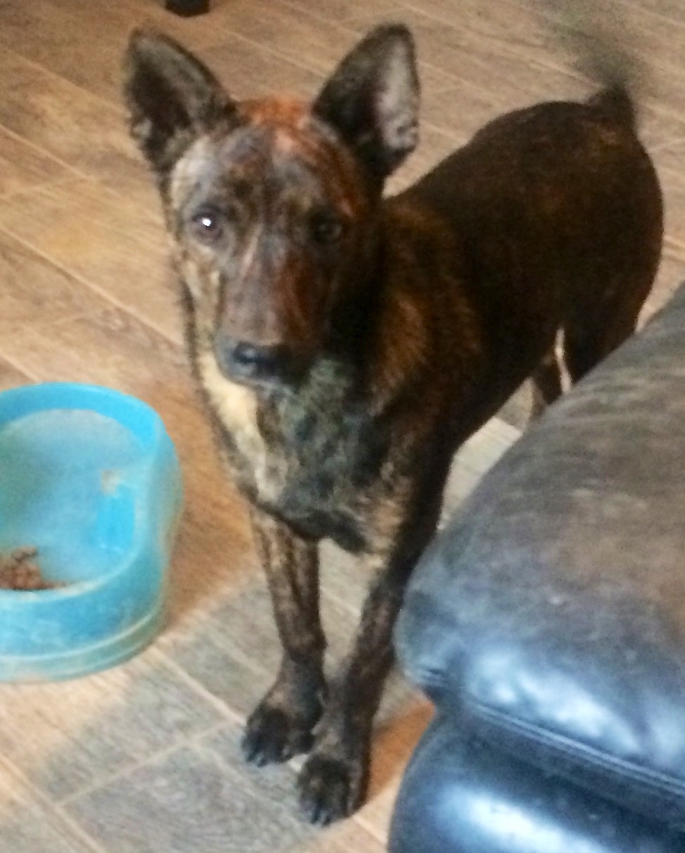 Phoenix, Az - Australian Cattle Dog. Meet Brindle A Pet For Adoption - Adoptapet.com