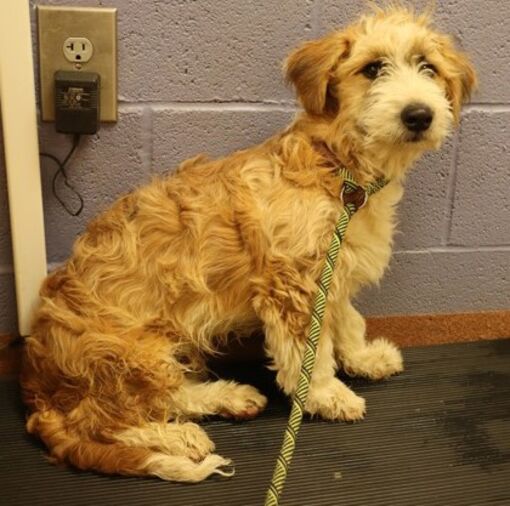 Spanish Fork, UT Poodle (Miniature). Meet 78703 Teddy a Pet for