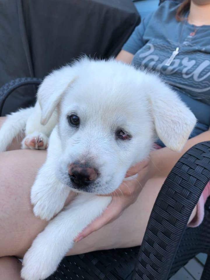 Adopt Calvin a White Spaniel (Unknown Type) / Husky / Mixed dog in