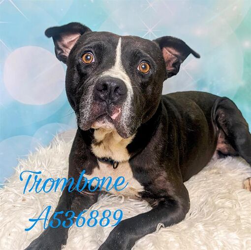 Huntsville, AL Mixed Breed (Medium). Meet TRUMBONE a Pet for Adoption
