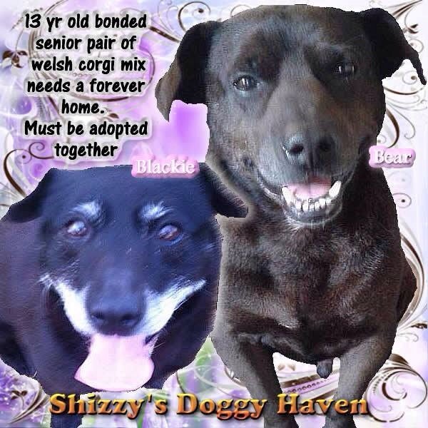 Puppies For Sale In Knoxville Tn / Welsh