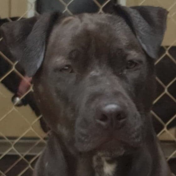 Adopt Miss Jasmine a Black with White American