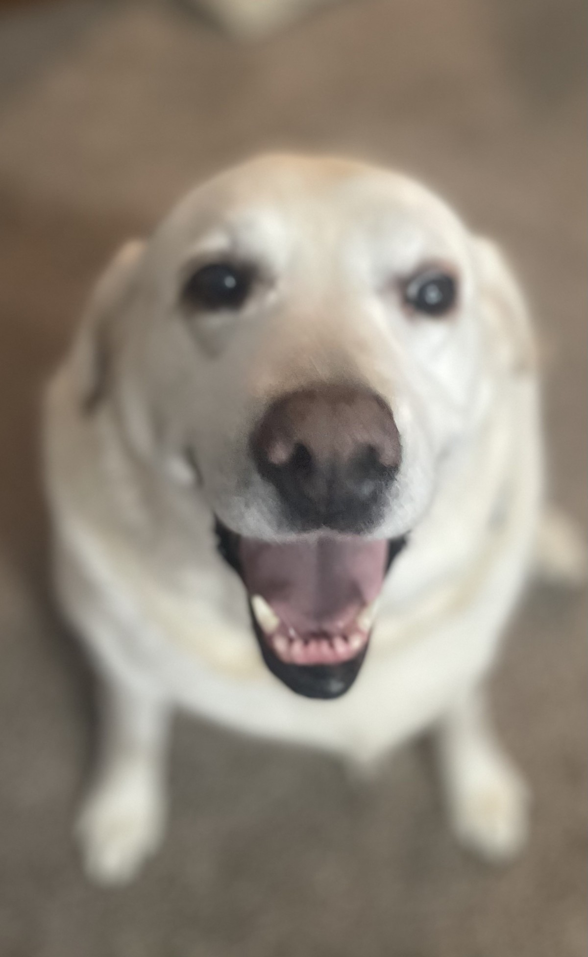 Adopt Mya a White Labrador Retriever / Mixed dog in Lebanon, TN