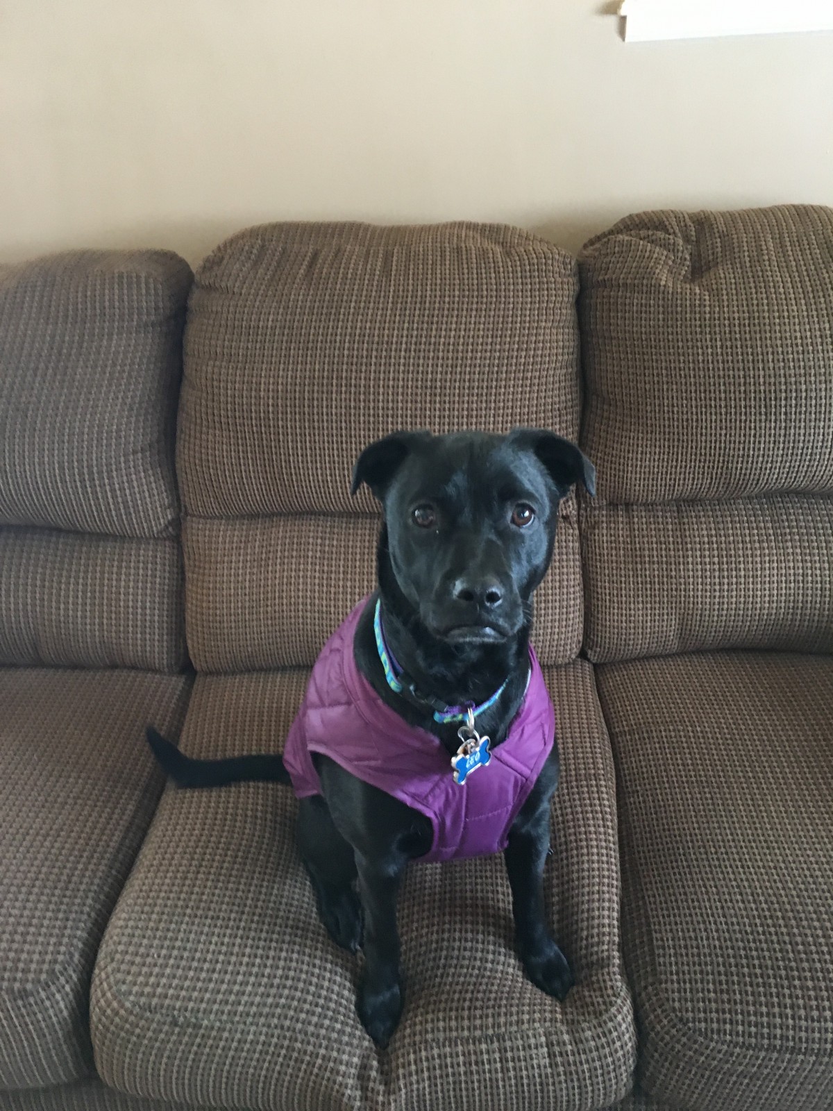 Adopt Leo a Black Terrier (Unknown Type, Medium