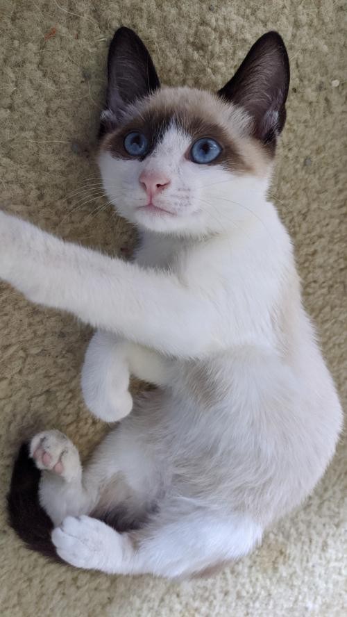 Adopt Ty A Snowshoe / Mixed (medium Coat) Cat In St. Augustine, FL