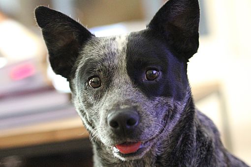 Kennebunkport, Me - Australian Cattle Dog. Meet Rae - In Maine A Pet For Adoption - Adoptapet.com