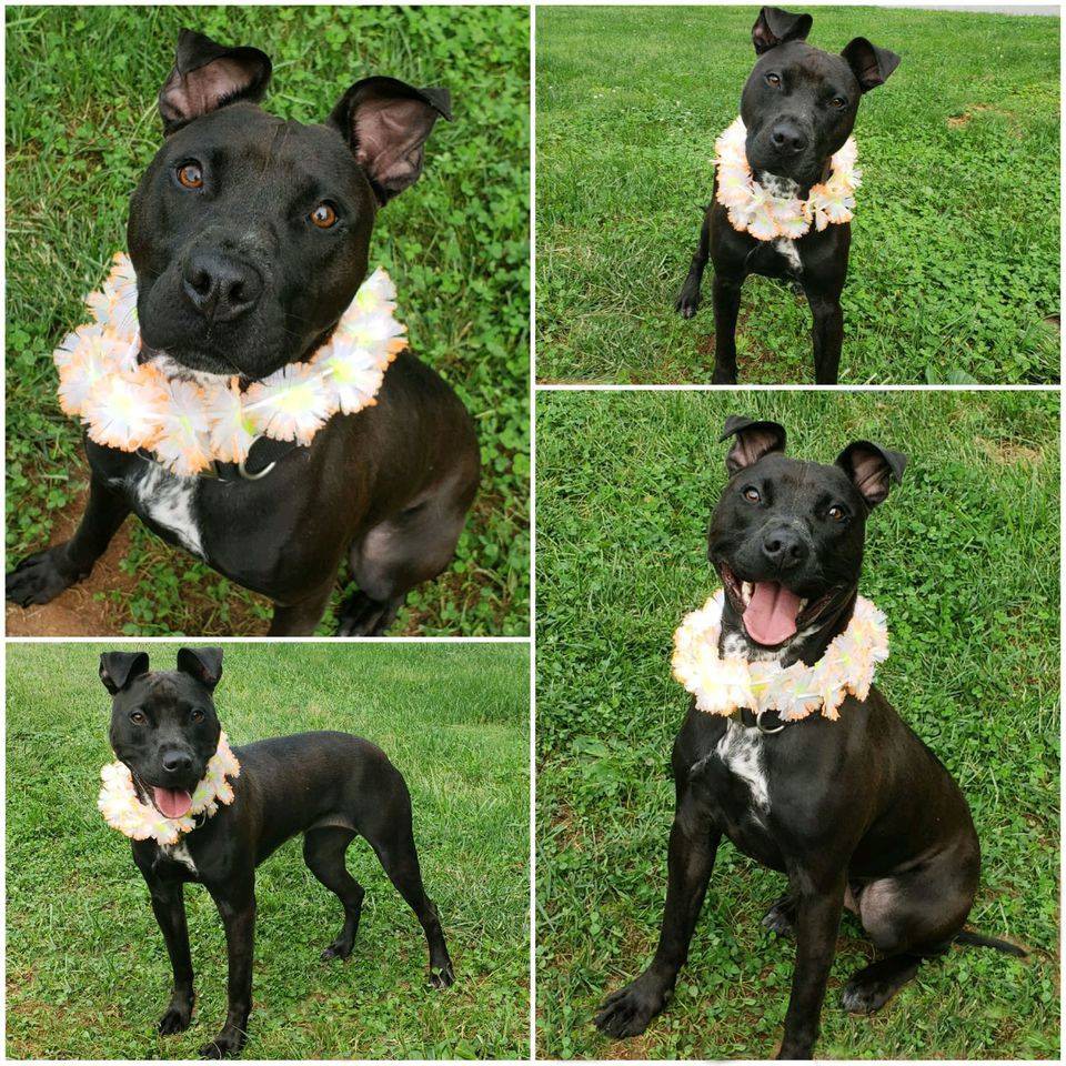 Adopt Jada a Black with White American Pit Bull Terrier