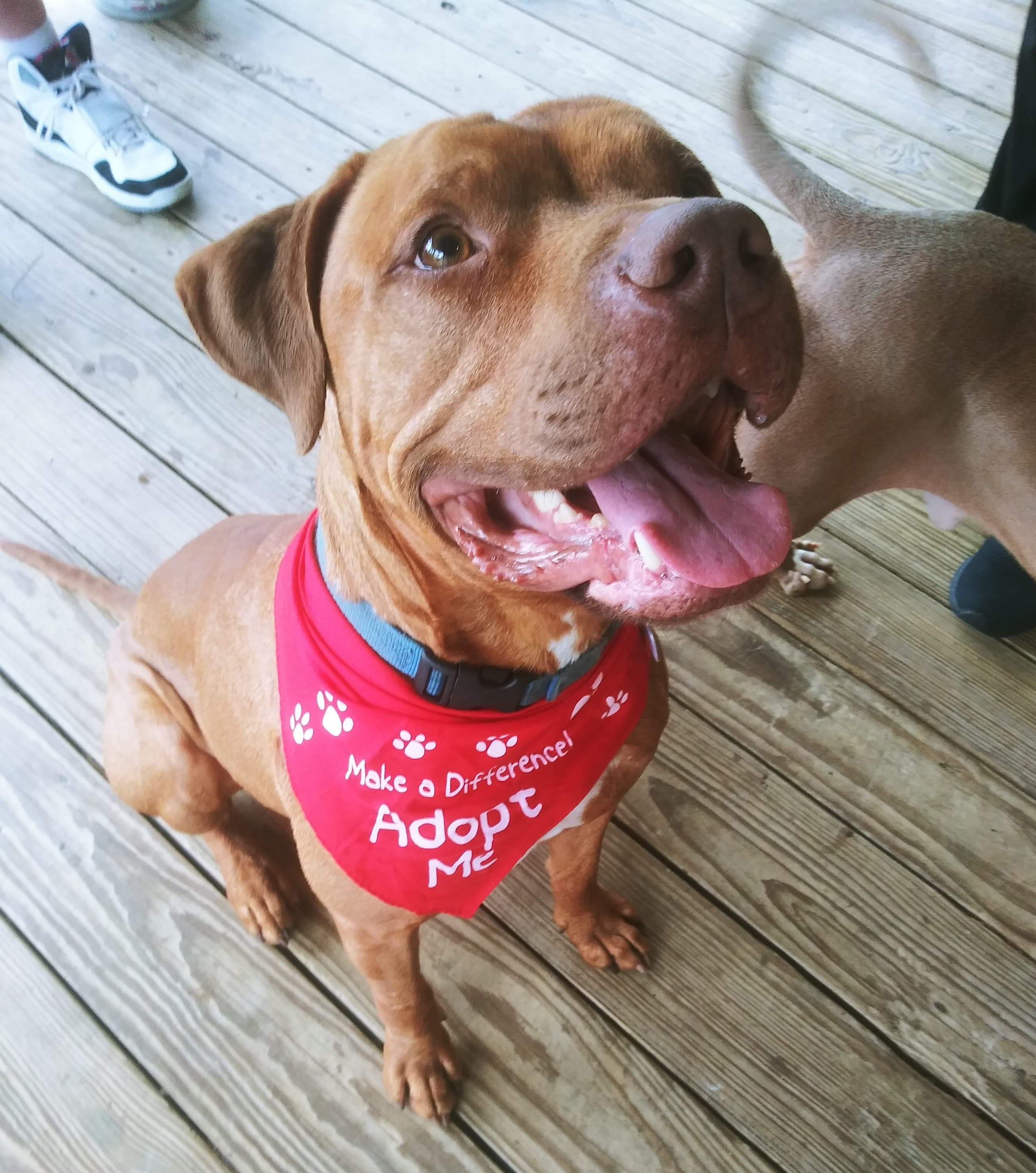 Adopt Axel a Red/Golden/Orange/Chestnut American Staffordshire Terrier
