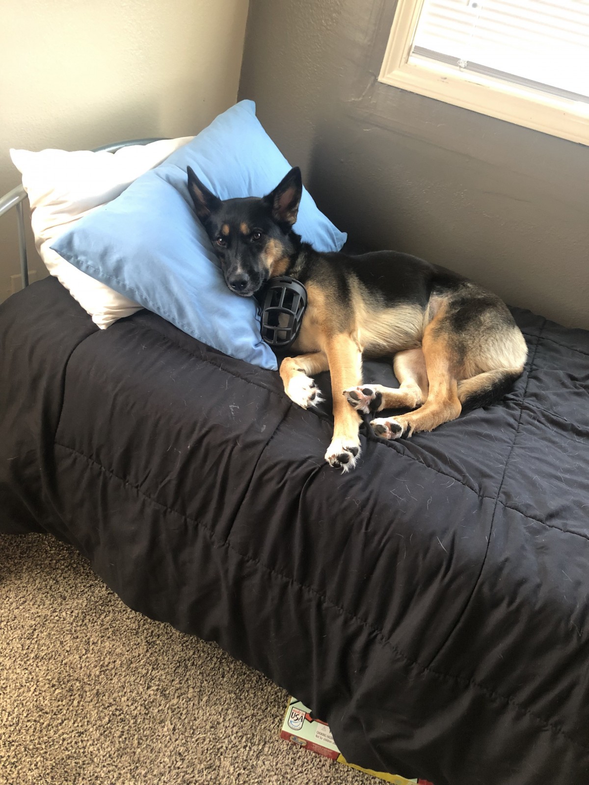 Adopt Cali a Brown/Chocolate with Black German Shepherd Dog / Mixed