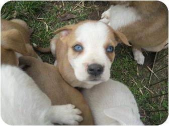 Wauseon Oh American Bulldog Meet Adorable Blue Eyed Puppies A Pet For Adoption