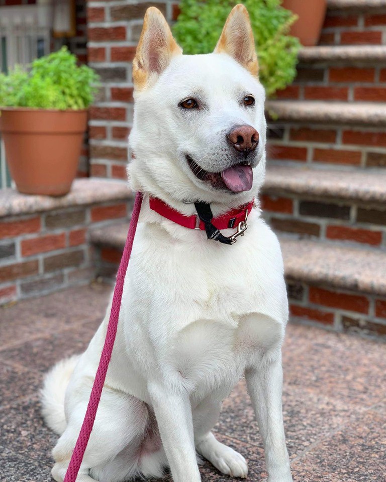 Adopt Kangsan a White with Tan, Yellow or Fawn Jindo