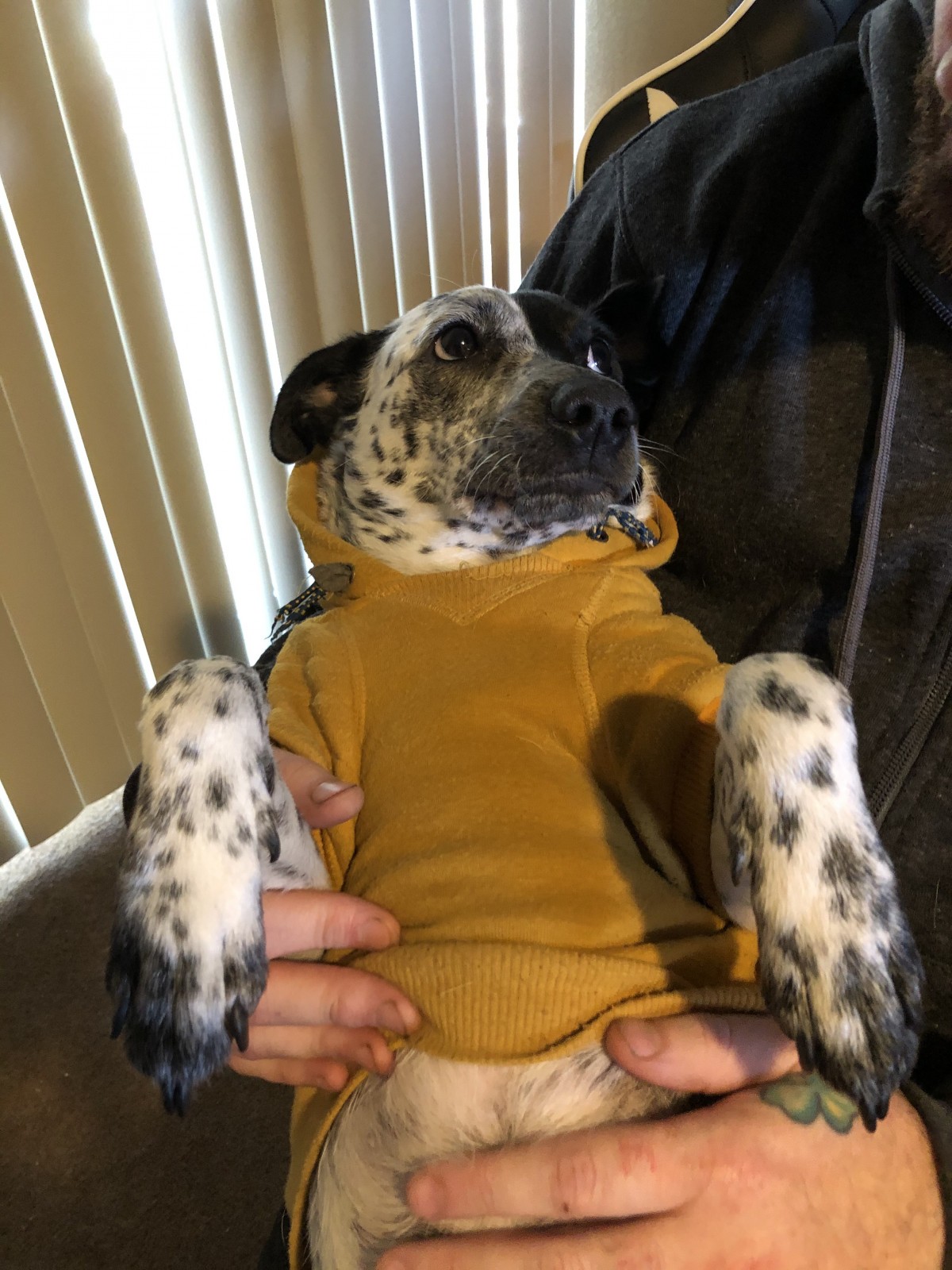 Adopt Cloudy a Black with White Australian Cattle Dog