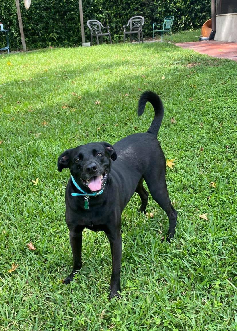 Adopt Apollo a Black Labrador Retriever / American Staffordshire