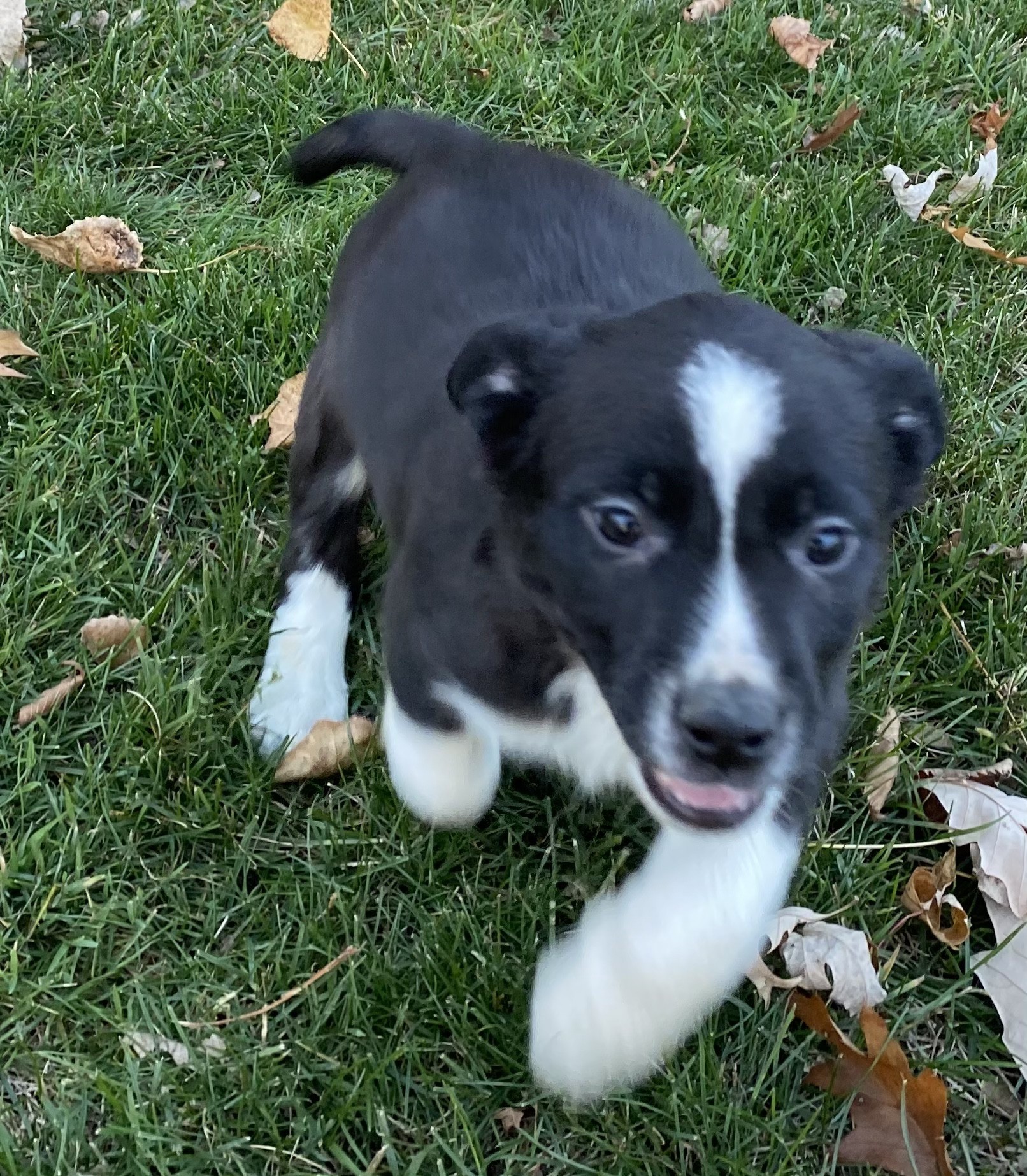 Adopt Dominic a Black with White Australian Shepherd