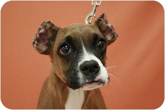 Broomfield, Co - Boxer. Meet Rosie A Pet For Adoption - Adoptapet.com