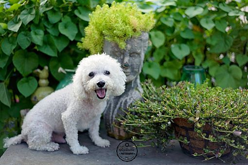 Toy Poodle Rescue Jacksonville Florida Home Alqu