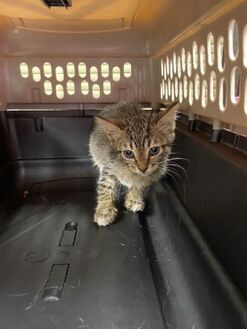 Adopt A Pet | Petsmart Charities