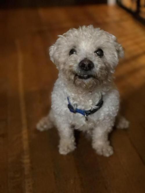 Adopt EINSTEIN a White Poodle (Miniature) / Bichon Frise