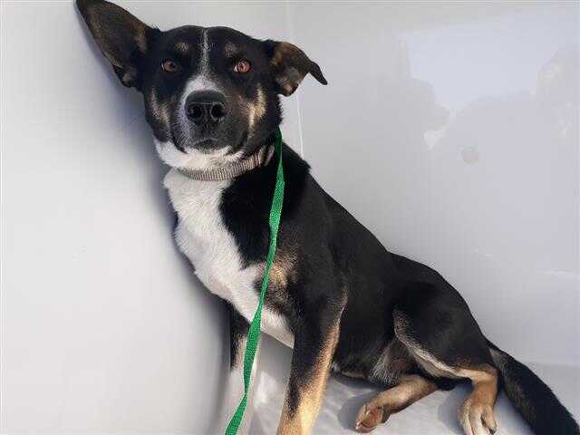 Adopt a Black Basenji / Mixed dog in Houston, TX (30332937