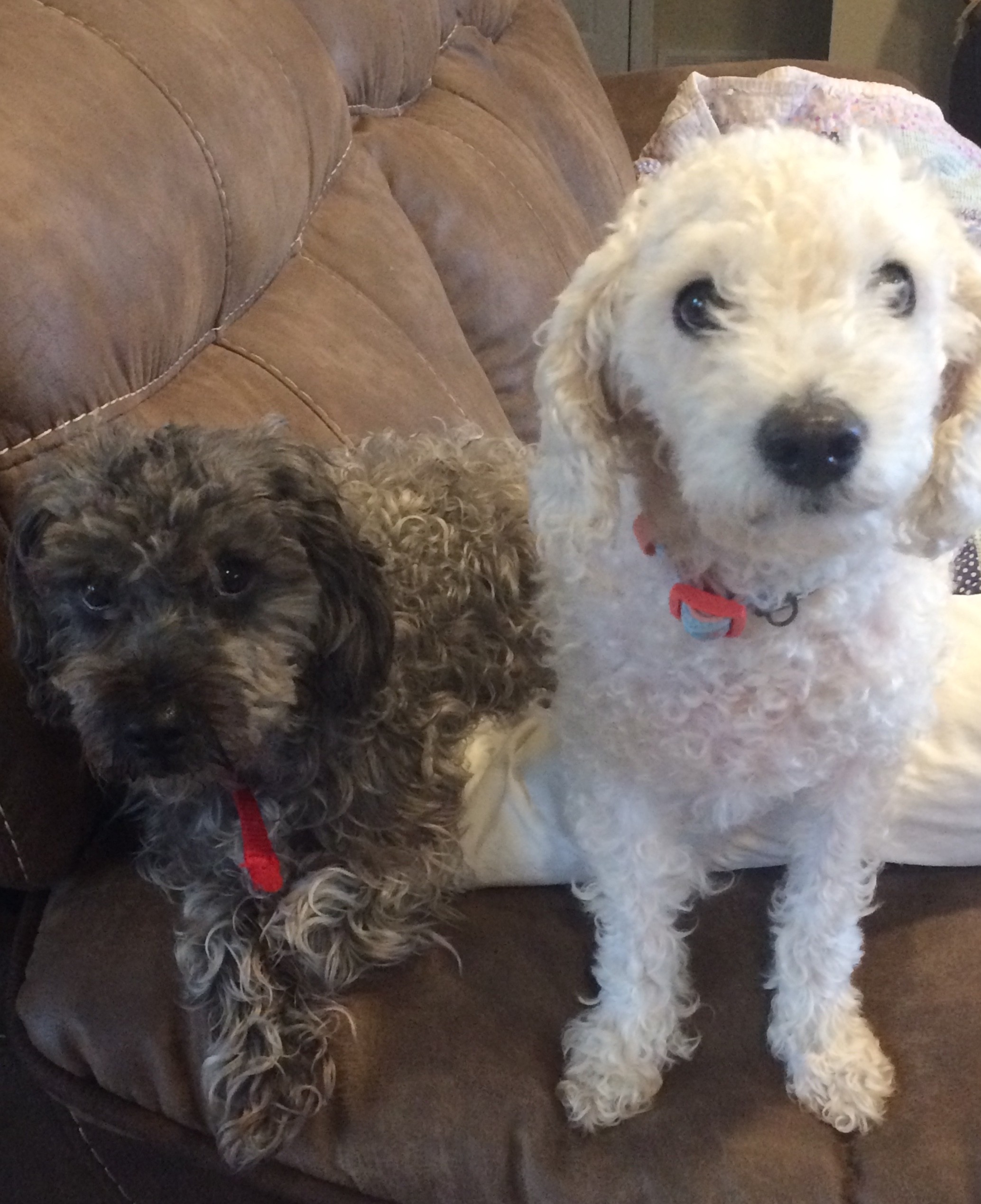 Mydiary Bichon Poodle Mix Puppies For Sale Ontario