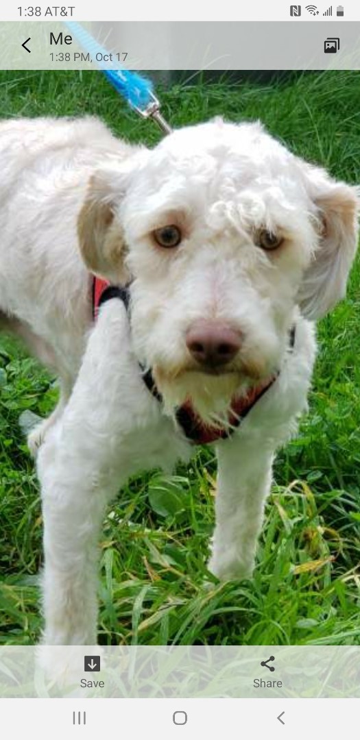 Adopt Abbott a White Poodle (Miniature) / Shih Tzu / Mixed dog in Yelm