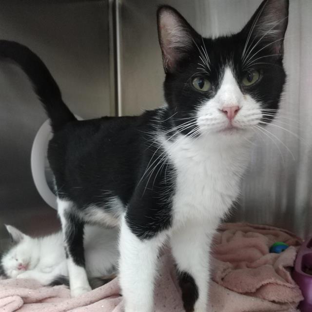 Tuxedo domestic shorthair black and white. Adopt Wednesday A Black White Or Tuxedo Domestic Shorthair Mixed Short In Killeen 6174958909 Oodle Classifieds