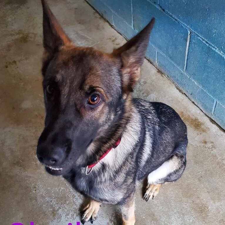 Adopt cheika a German Shepherd Dog / Mixed dog in Joplin, MO (29869684