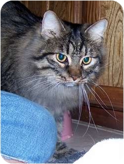 Oklahoma City, Ok - Maine Coon. Meet Hugh A Pet For Adoption - Adoptapet.com