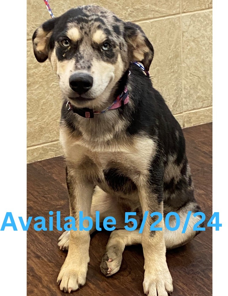 Adopt Dog Kennel 23 a Catahoula Leopard Dog / Mixed dog in Greenville