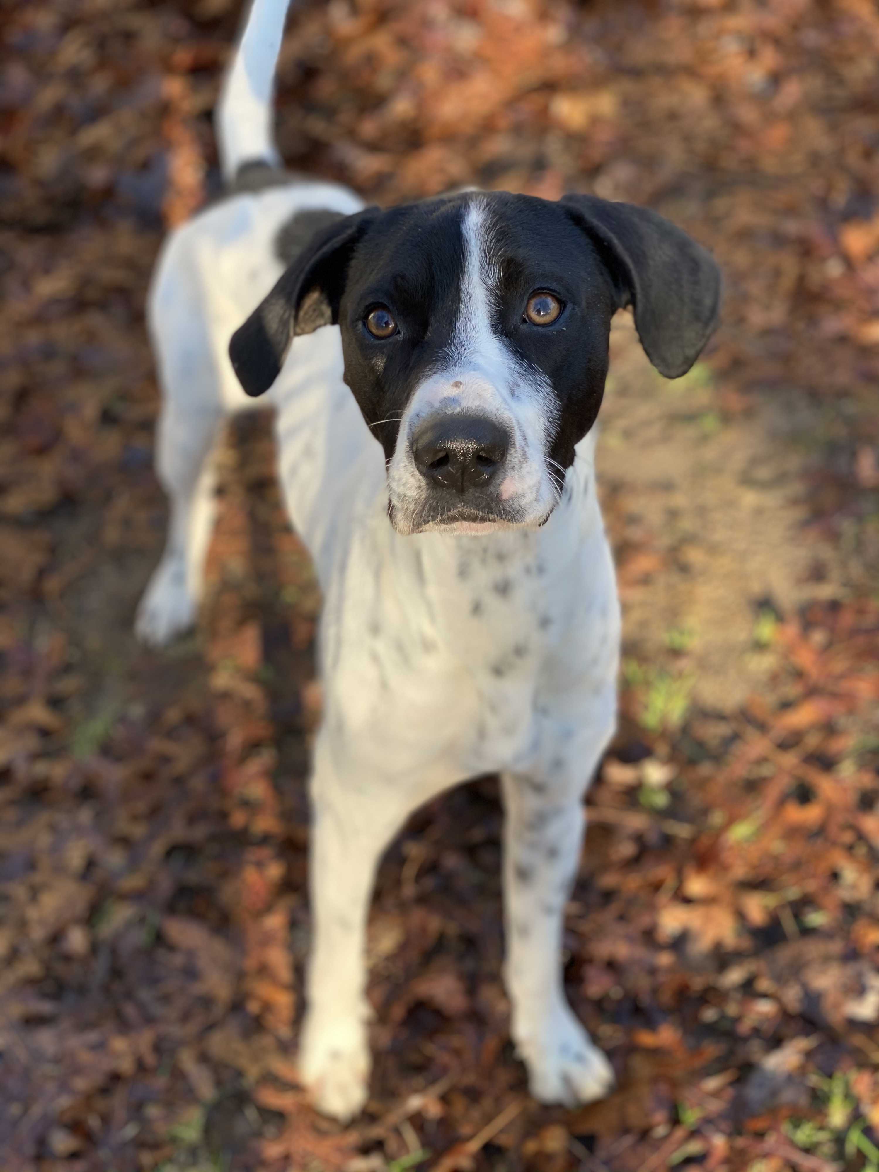 Adopt Champ a Black with White Pointer / Mixed dog in