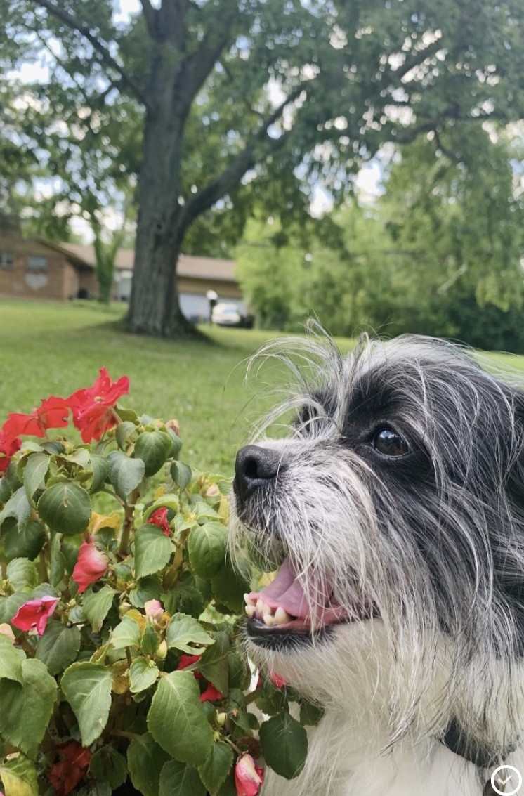 Adopt Chip a Black with White Shih Tzu / Jack Russell