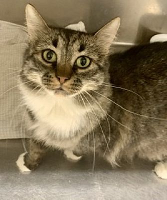 Oklahoma City, Ok - Maine Coon. Meet Yoga A Pet For Adoption - Adoptapet.com