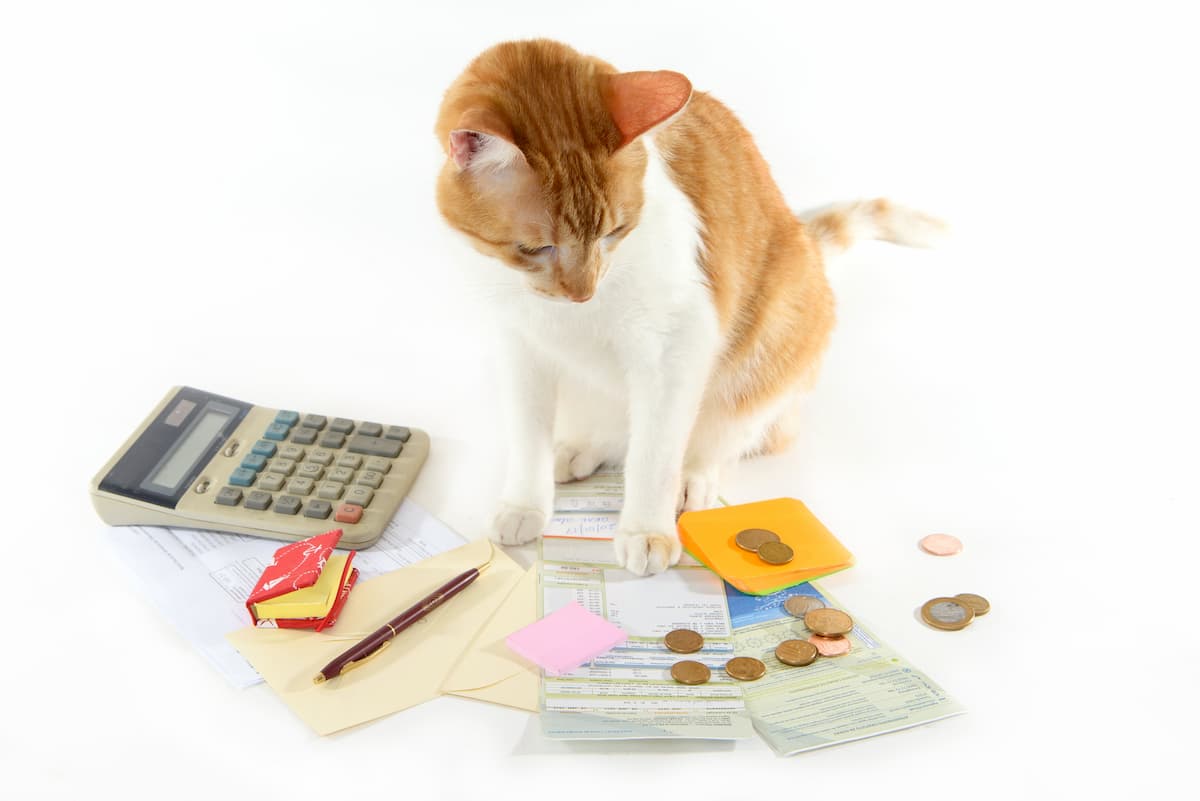 猫を飼うのにはどれくらいの費用がかかる？ ペット保険一括比較