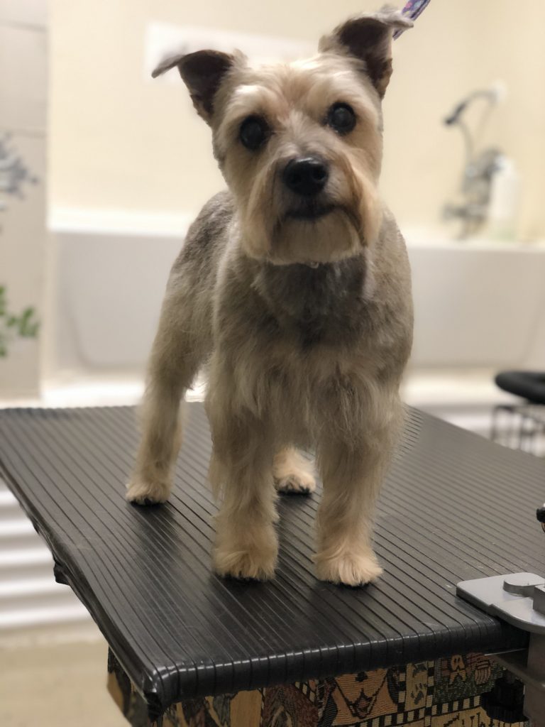 Pet Grooming at Petacular in London, Ontario for dogs, cats and rabbits.