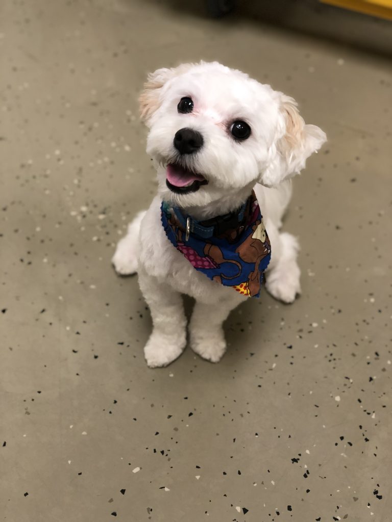 Pet Grooming at Petacular in London, Ontario for dogs, cats and rabbits.