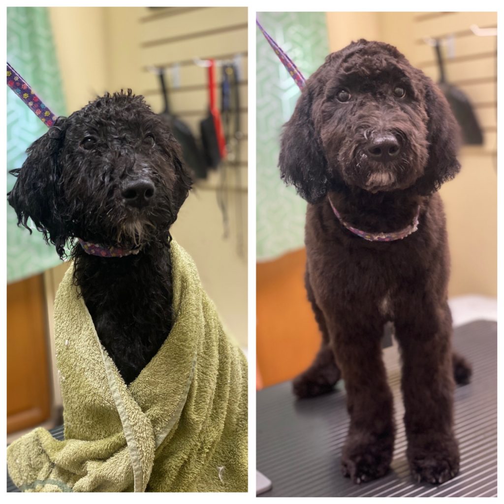 Pet Grooming at Petacular in London, Ontario for dogs, cats and rabbits.