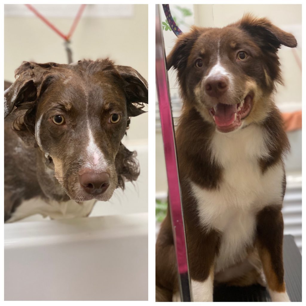 Pet Grooming at Petacular in London, Ontario for dogs, cats and rabbits.