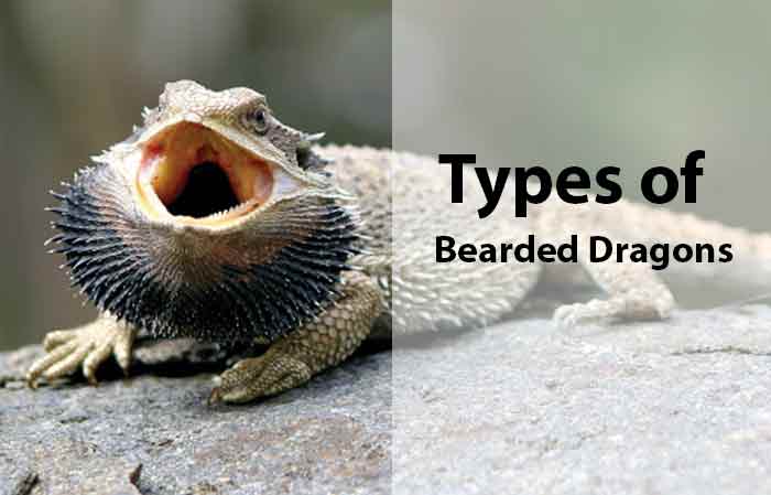 Types of Bearded Dragons Petaddon
