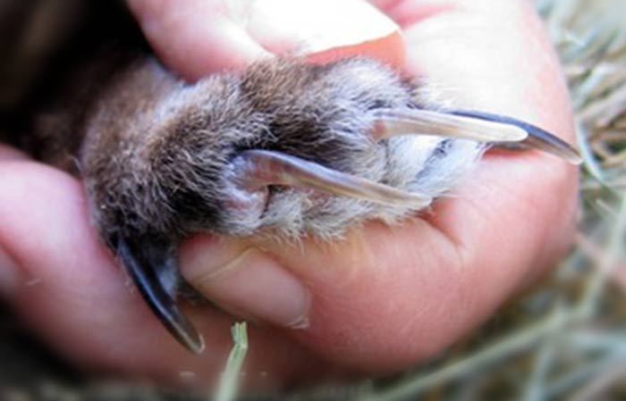 Best Rabbit Nail Clippers + How to Cut Petaddon