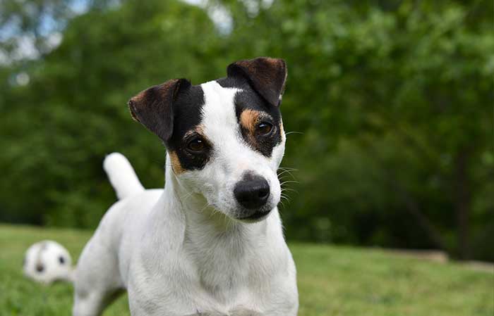 Dog Ear Types & Shapes with Pictures Petaddon