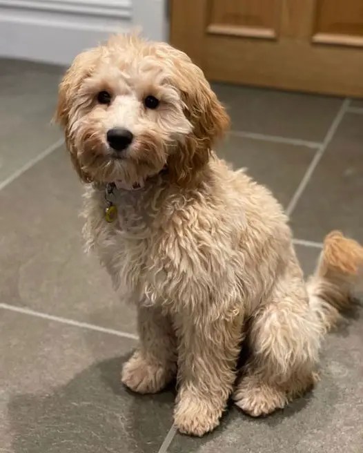 Cavapoochon All You Need to Know Petaddon