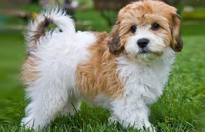 Cavachon vs Cavapoo Petaddon
