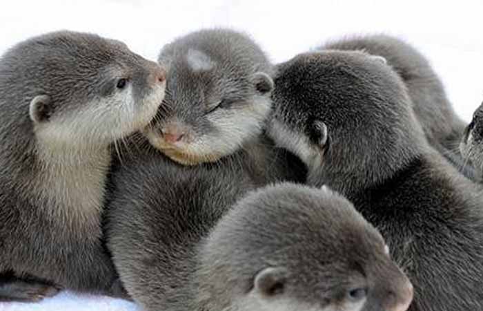 Otter | San Diego Zoo Animals & Plants Can You Have An Otter As A Pet? - Petaddon