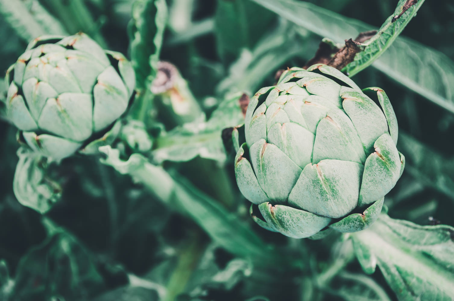 How to Grow Artichokes as Annuals