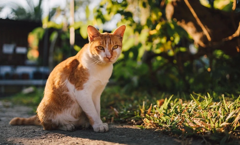 Pet Allergy Test Near You Get it Done By AuthorizedLab VETLAB