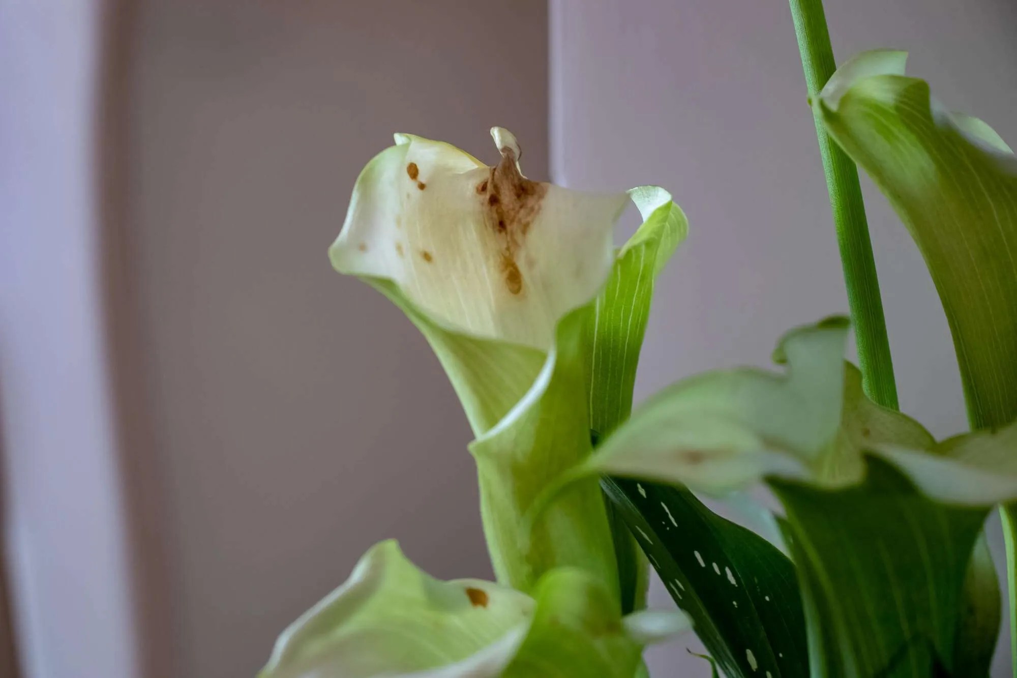 Best Fertilizer For Calla Lilies (Plus 12 Tips For Applying Fertilizers