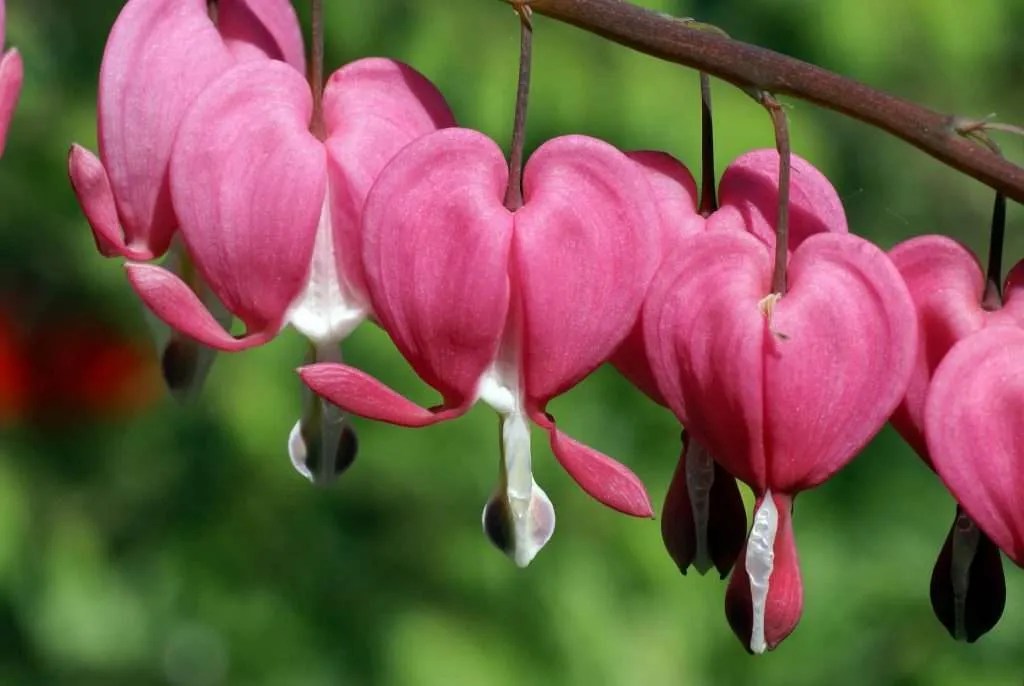 Bleeding Heart Flower Meaning & Symbolism Key Facts Petals And Hedges