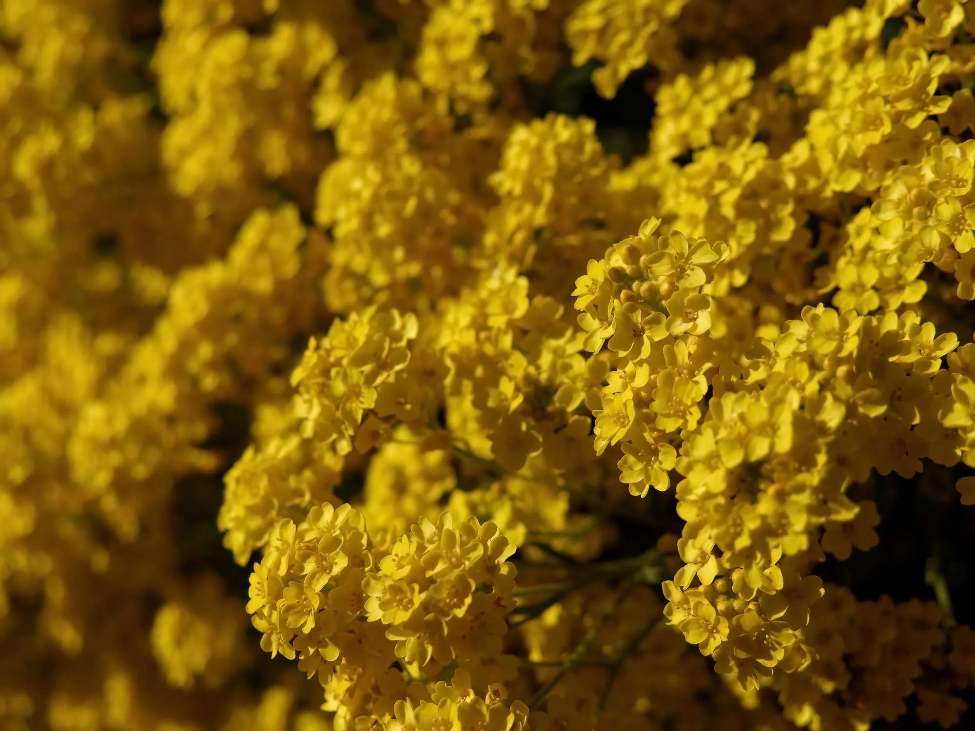 What Flowers Grow Well In New Jersey? (15 Of The Best Options) Petals